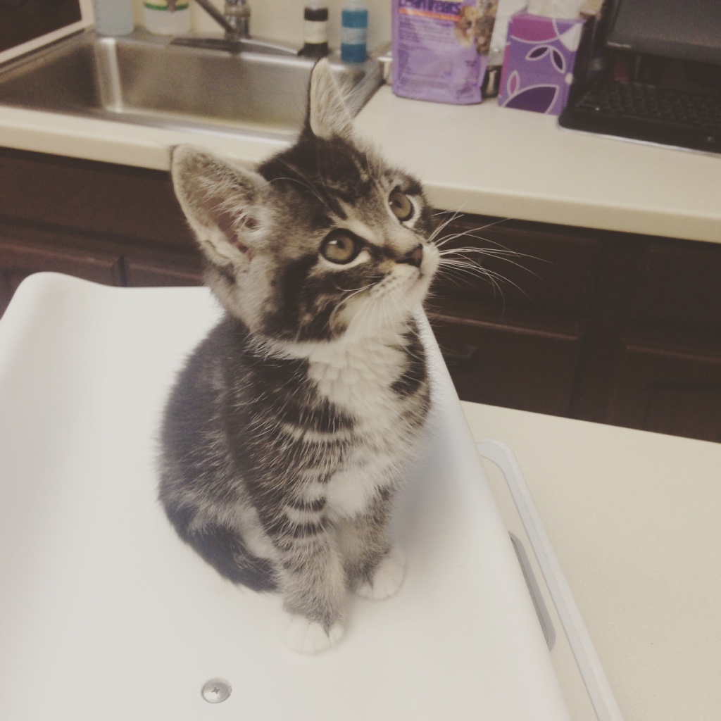 Image of Teddy, the kitten